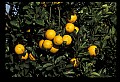 01040-00088-Fruit Seeds and Berries-Oranges.jpg