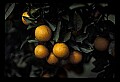 01040-00089-Fruit Seeds and Berries-Oranges.jpg