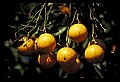 01040-00090-Fruit Seeds and Berries-Oranges.jpg