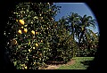 01040-00091-Fruit Seeds and Berries-Oranges.jpg