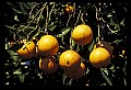 01040-00104-Fruit Seeds and Berries-Oranges.jpg