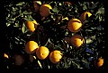 01040-00108-Fruit Seeds and Berries-Oranges.jpg