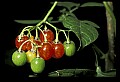 1-6-07-00553-Cherry tomatoes.jpg