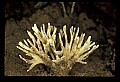 01045-00001-Mushrooms, Fungi and Lichens.jpg