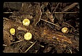 01045-00003-Mushrooms, Fungi and Lichens.jpg