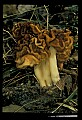 01045-00004-Mushrooms, Fungi and Lichens.jpg