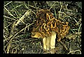 01045-00005-Mushrooms, Fungi and Lichens.jpg