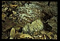 01045-00012-Mushrooms, Fungi and Lichens.jpg
