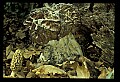 01045-00019-Mushrooms, Fungi and Lichens.jpg