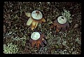 01045-00023-Mushrooms, Fungi and Lichens.jpg