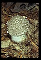 01045-00024-Mushrooms, Fungi and Lichens.jpg