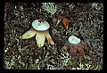 01045-00025-Mushrooms, Fungi and Lichens.jpg
