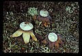 01045-00026-Mushrooms, Fungi and Lichens.jpg