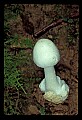 01045-00027-Mushrooms, Fungi and Lichens.jpg