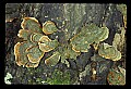 01045-00029-Mushrooms, Fungi and Lichens.jpg