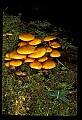 01045-00033-Mushrooms, Fungi and Lichens.jpg