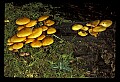 01045-00034-Mushrooms, Fungi and Lichens.jpg