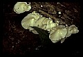01045-00035-Mushrooms, Fungi and Lichens.jpg