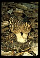 01045-00036-Mushrooms, Fungi and Lichens.jpg