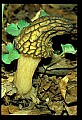 01045-00037-Mushrooms, Fungi and Lichens.jpg