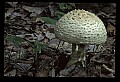 01045-00038-Mushrooms, Fungi and Lichens.jpg
