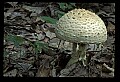 01045-00039-Mushrooms, Fungi and Lichens.jpg