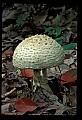 01045-00040-Mushrooms, Fungi and Lichens.jpg