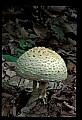 01045-00041-Mushrooms, Fungi and Lichens.jpg