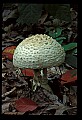 01045-00042-Mushrooms, Fungi and Lichens.jpg