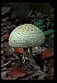 01045-00044-Mushrooms, Fungi and Lichens.jpg