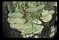 01045-00046-Mushrooms, Fungi and Lichens.jpg