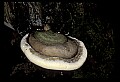01045-00047-Mushrooms, Fungi and Lichens.jpg