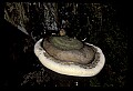 01045-00048-Mushrooms, Fungi and Lichens.jpg