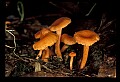 01045-00049-Mushrooms, Fungi and Lichens.jpg