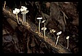 01045-00051-Mushrooms, Fungi and Lichens.jpg