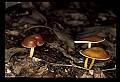 01045-00054-Mushrooms, Fungi and Lichens.jpg