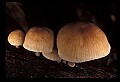 01045-00055-Mushrooms, Fungi and Lichens.jpg