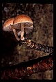 01045-00057-Mushrooms, Fungi and Lichens.jpg