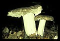 01045-00058-Mushrooms, Fungi and Lichens.jpg