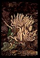 01045-00062-Mushrooms, Fungi and Lichens.jpg