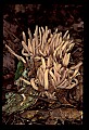 01045-00064-Mushrooms, Fungi and Lichens.jpg