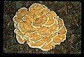 01045-00065-Mushrooms, Fungi and Lichens.jpg