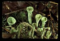 01045-00066-Mushrooms, Fungi and Lichens.jpg