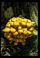 01045-00069-Mushrooms, Fungi and Lichens.jpg