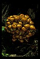 01045-00070-Mushrooms, Fungi and Lichens.jpg