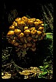 01045-00071-Mushrooms, Fungi and Lichens.jpg