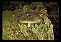 01045-00075-Mushrooms, Fungi and Lichens.jpg