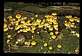 01045-00076-Mushrooms, Fungi and Lichens.jpg