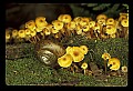 01045-00077-Mushrooms, Fungi and Lichens.jpg