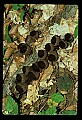 01045-00078-Mushrooms, Fungi and Lichens.jpg